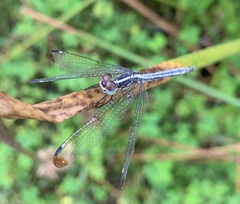 Hemistigma albipunctum