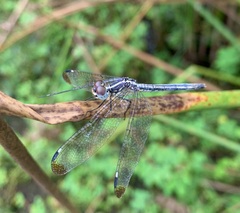 Hemistigma albipunctum