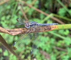 Hemistigma albipunctum