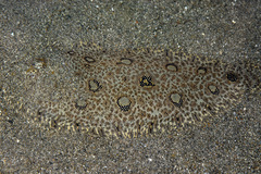 Heteromycteris hartzfeldii