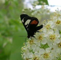 Psychomorpha epimenis