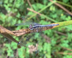 Hemistigma albipunctum