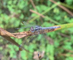 Hemistigma albipunctum