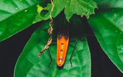 Macrocheraia grandis