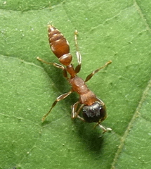 Pseudomyrmex tenuis