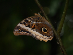 Caligo atreus