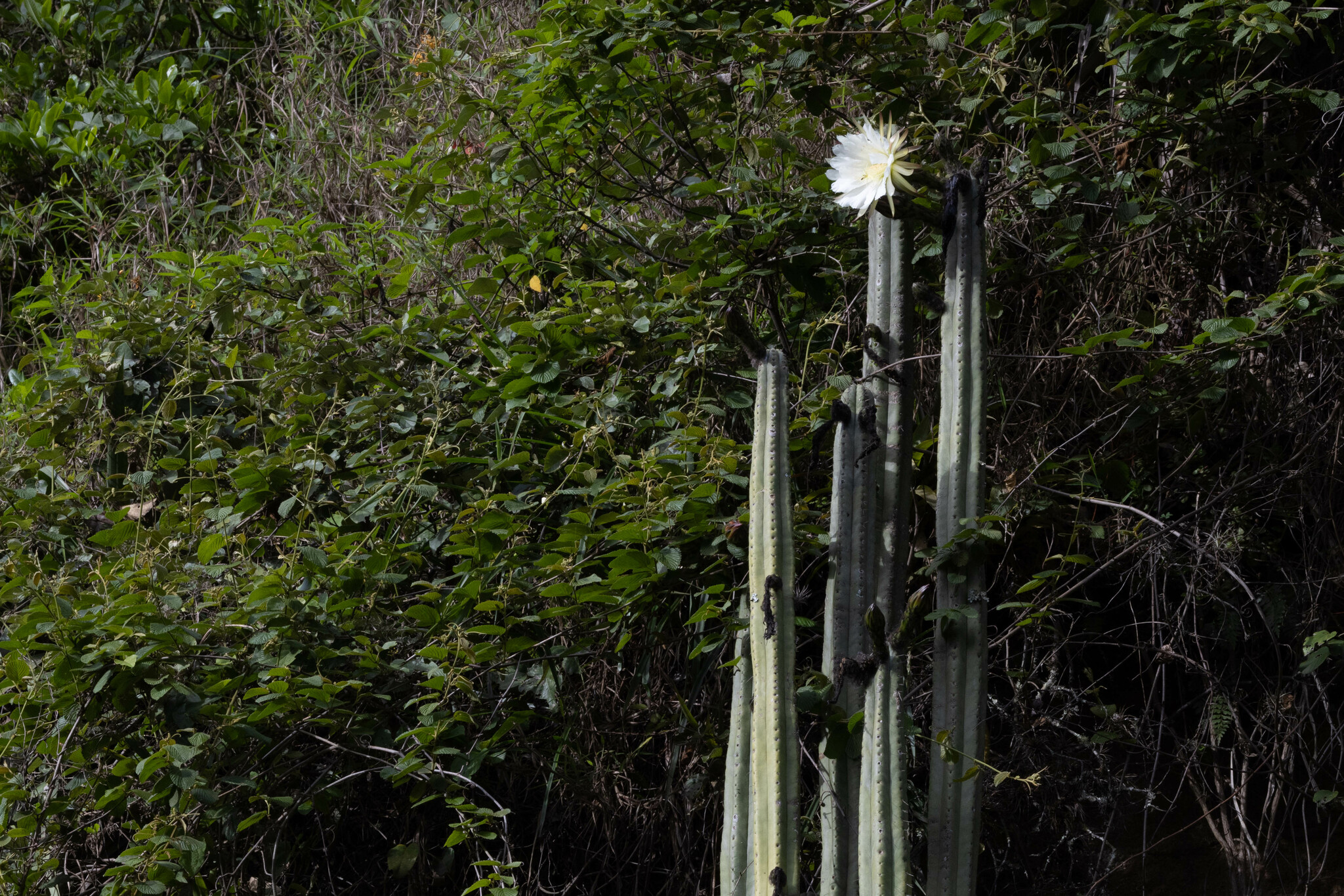 Trichocereus image