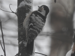 Dryobates minor minor