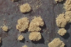 Monilinia fructicola