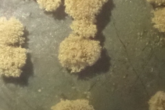 Monilinia fructicola