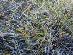 Zoysia minima