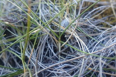 Zoysia minima
