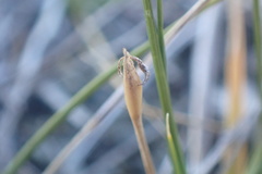 Zoysia minima