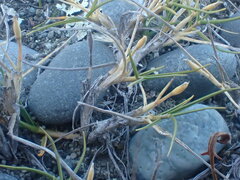 Zoysia minima