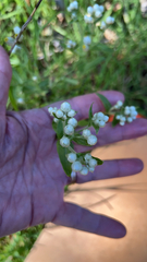 Valerianella