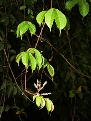 Paullinia