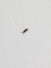 Entomobrya clitellaria