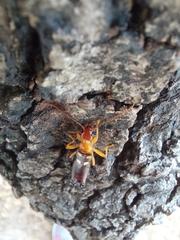Forficula smyrnensis