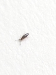 Entomobrya clitellaria