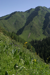 Ligularia heterophylla