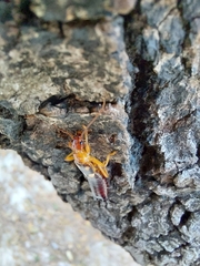 Forficula smyrnensis