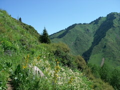 Ligularia heterophylla