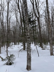 Acer pensylvanicum