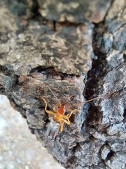 Forficula smyrnensis