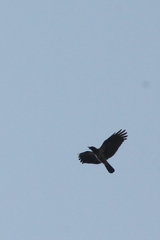 Corvus cornix