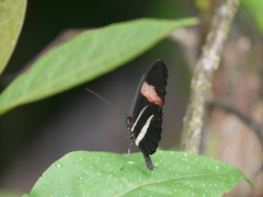 Heliconius melpomene