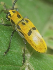 Adesmus hemispilus
