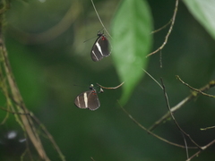 Heliconius sara fulgidus