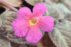 Episcia cupreata