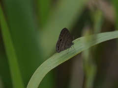 Hermeuptychia sosybius