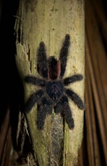 Avicularia avicularia