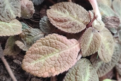 Episcia cupreata
