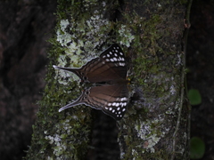 Marpesia merops