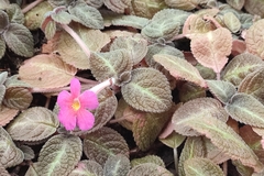 Episcia cupreata