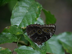 Morpho deidamia