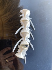 Coryphaena