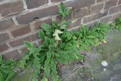 Papaver cambricum