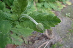 Papaver cambricum