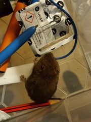 Clethrionomys glareolus