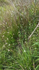 Rhynchospora colorata