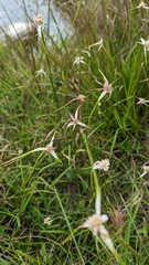 Rhynchospora colorata