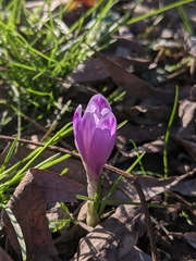 Crocus heuffelianus