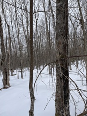 Acer pensylvanicum