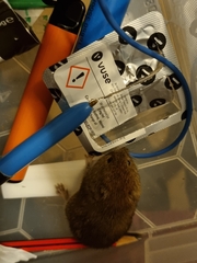 Clethrionomys glareolus