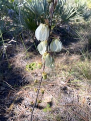 Asimina reticulata
