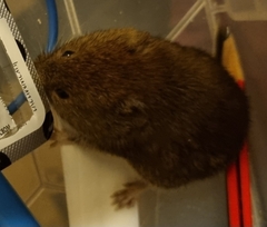 Clethrionomys glareolus
